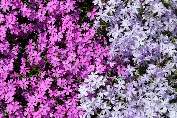 Kolorowe, wiosenne kwiaty. — Zdjęcie stockowe