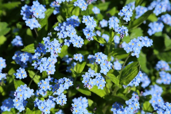 Színes tavaszi virágok. — Stock Fotó