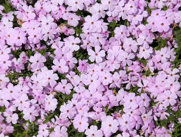 Flores coloridas da primavera . — Fotografia de Stock