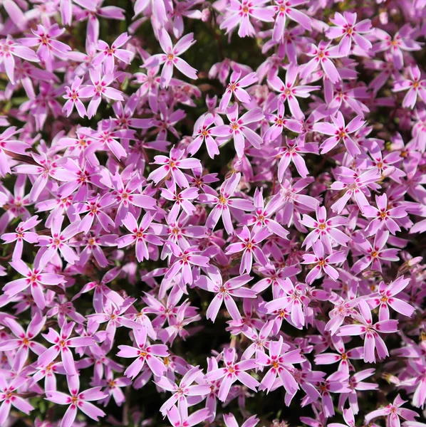 Coloridas flores de primavera . — Foto de Stock