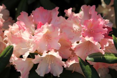 Azalea. Pembe çiçek.