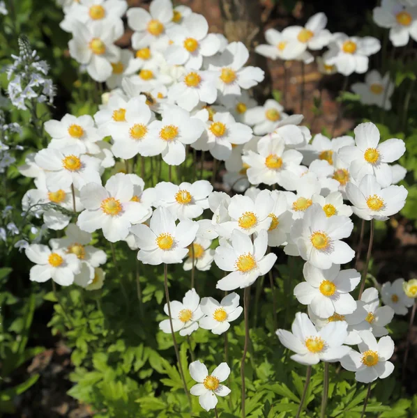 Anemone tavaszi virágok. — Stock Fotó