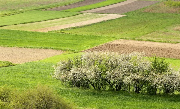 Groene velden in het voorjaar. — Stockfoto