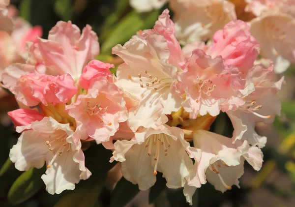 Azalea in the garden. — Stock Photo, Image