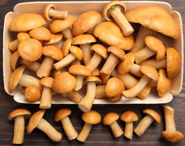 Edible bovine bolete mushrooms. — Stock Photo, Image