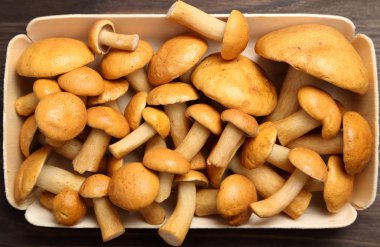 Yenilebilir sığır bolete mantar.