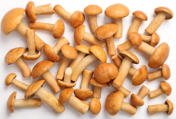 Edible bovine bolete mushrooms. — Stock Photo, Image