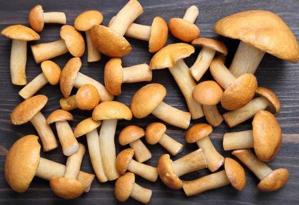 Edible bovine bolete mushrooms. — Stock Photo, Image