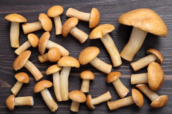 Edible bovine bolete mushrooms. — Stock Photo, Image