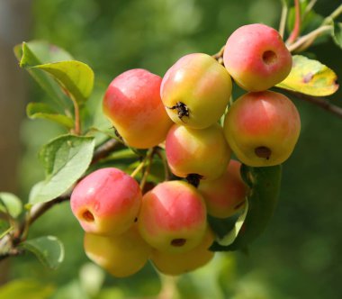 Yaz bahçesinde elma ağacında küçük elmalar.