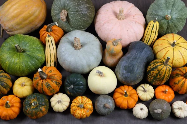 Herfst Oogst Kleurrijke Pompoenen Pompoenen Verschillende Variëteiten — Stockfoto