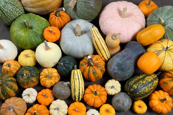 Höstskörd Färgglada Squash Och Pumpor Olika Varianter — Stockfoto