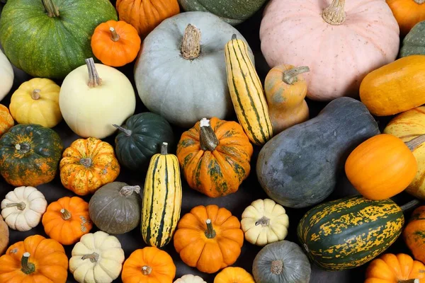 Herbsternte Bunte Kürbisse Und Kürbisse Verschiedenen Sorten — Stockfoto