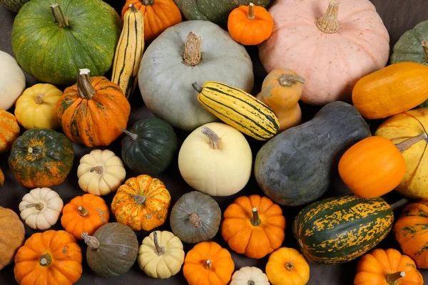 Herbsternte Bunte Kürbisse Und Kürbisse Verschiedenen Sorten — Stockfoto