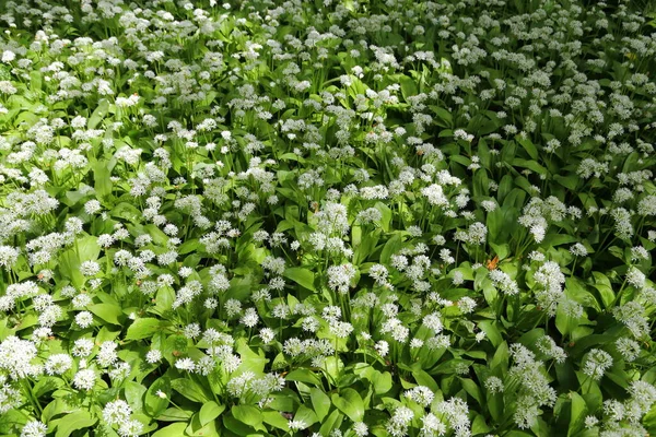 Blommande Ramslök Vårskogen Allium Ursinum Känd Som Vild Vitlök Ramslök — Stockfoto