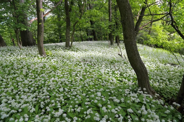 Bosque Primavera Con Ajo Oso Allium Ursinum Conocido Como Ajo — Foto de Stock