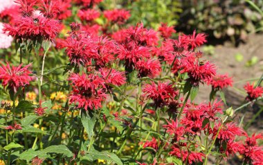 Monarda didyma, bergamot, arı merhemi, horsemint, oswego tee.