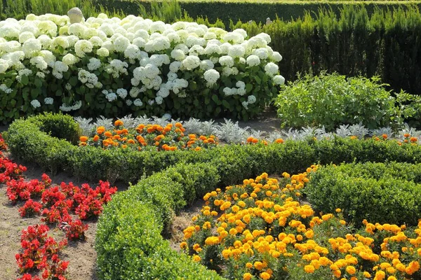 Wunderschönes Blumenbeet Mit Roten Begonien Gelben Tagetes Und Weißen Hortensien — Stockfoto