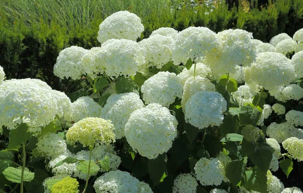 Vit Hortensia Blommar Sommarträdgården — Stockfoto