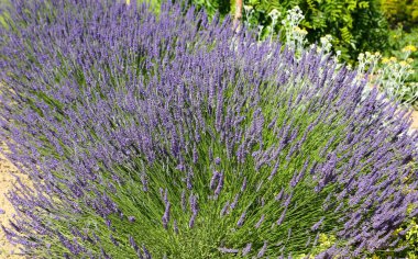 Bahçede açan bir yığın lavanta. Aromatik daimi bitki.