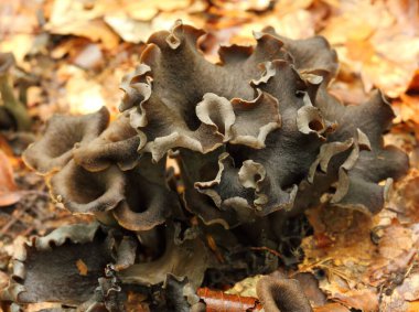 Craterellus cornucopioides, bolluk borusu, siyah chanterelle, siyah trompet.