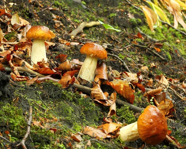 Eetbare Boletus Paddenstoelen Groeien Het Bos — Stockfoto