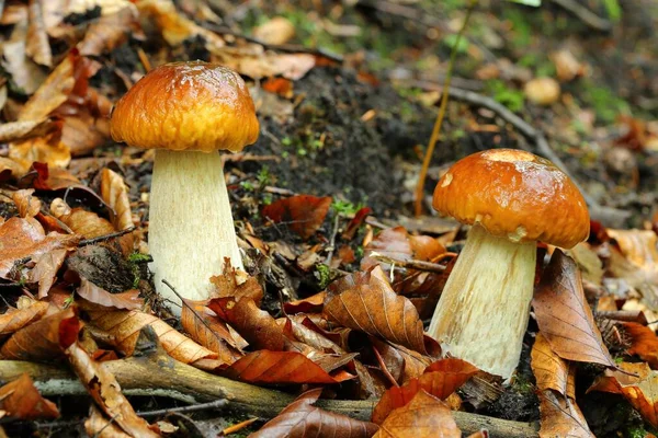 Cogumelos Boleto Comestíveis Que Crescem Floresta — Fotografia de Stock