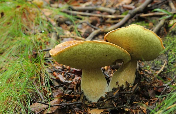 Cogumelos Boleto Comestíveis Que Crescem Floresta — Fotografia de Stock
