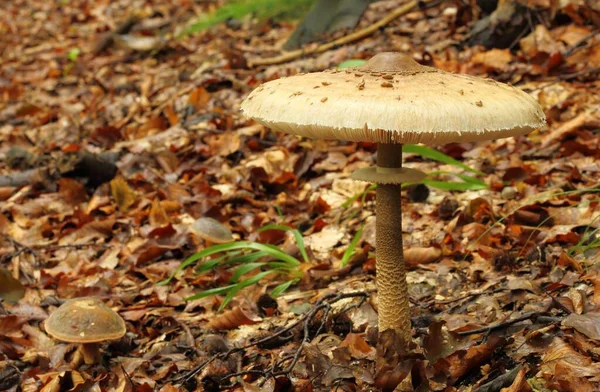 Procera Macrolepiota Cogumelo Guarda Sol Crescendo Uma Floresta Faia — Fotografia de Stock