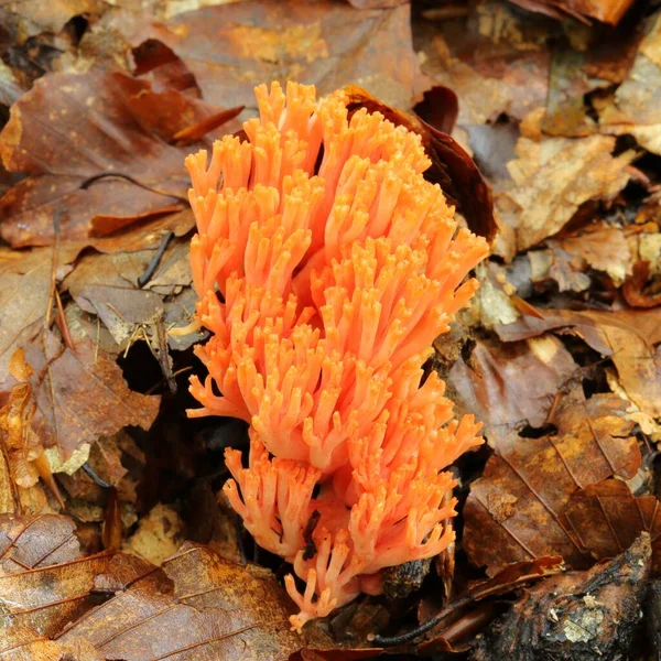 Ramaria Botrytis Coral Femi Clusted Coral Cauliflower Coral — стоковое фото