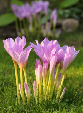 Purple colchicum flowers blooming in the garden .