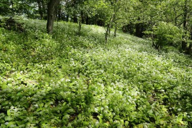 Baharda ayı sarımsağıyla orman. Allium ursinum, yabani sarımsak, Ramsonlar, Buckramlar, ayılar sarımsak, ahşap sarımsak olarak bilinir..