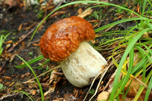 Cogumelo Boleto Comestível Crescendo Floresta — Fotografia de Stock
