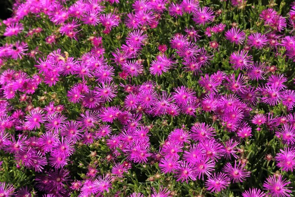 Dortheanthus Bellidiformis 生活用石のデイジー 氷の植物 Mesembyanthemum — ストック写真