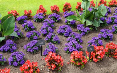 Beautiful flowerbed with red begonias and purple heliotrope. clipart