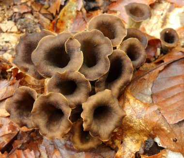Craterellus cornucopioides, bolluk boynuzu, siyah chanterelle, siyah trompet yenilebilir mantar..