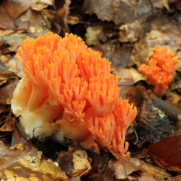 Ramaria Botrytis Fungos Coral Corais Agrupados Corais Couve Flor — Fotografia de Stock