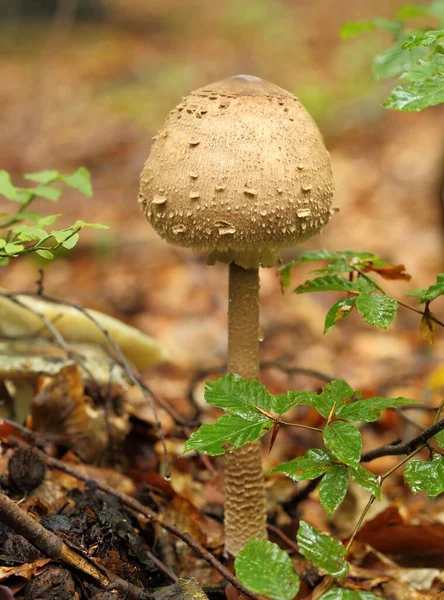 Procera Macrolepiota Cogumelo Guarda Sol Crescendo Uma Floresta Faia — Fotografia de Stock