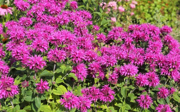 Monarda Didyma Bergamot Bee Balm Horsement Oswego Tee — ストック写真