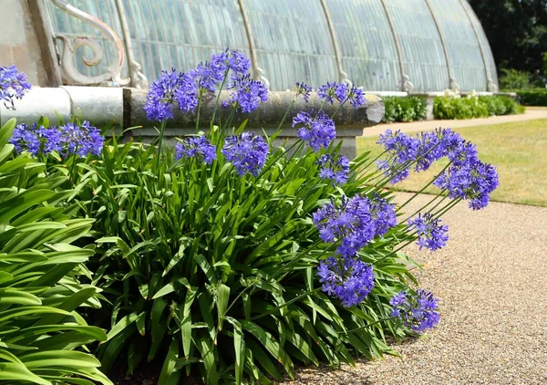 Maravilhosamente Florescendo Agapanthus Azul Lírio Nilo Lírio Africano — Fotografia de Stock