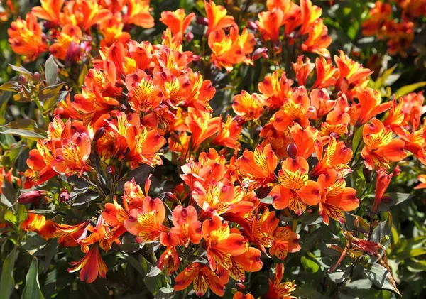 Alstroemeria Aurea Lírio Peruano Lírio Dos Incas — Fotografia de Stock