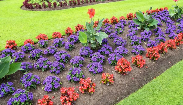 Belo Canteiro Flores Com Begônias Vermelhas Heliotrópio Roxo — Fotografia de Stock