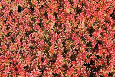 Renkli yapraklı süslü çalılar. Berberis thunbergii. Doğal arkaplan. 