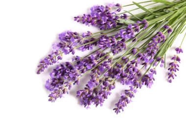 Beyaz arka planda çiçek açan lavanta. Üst görünüm.