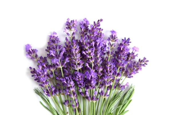 Lavanda Fiorita Fondo Bianco Vista Dall Alto — Foto Stock