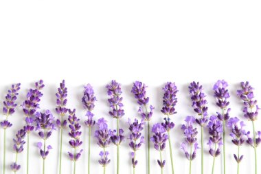 Beyaz arka planda çiçek açan lavanta. Üst görünüm.