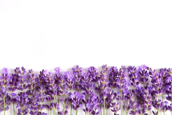 Bloeiende Lavendel Een Witte Achtergrond Bovenaanzicht — Stockfoto