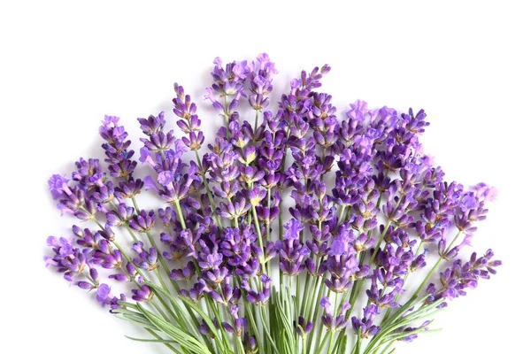 Bloeiende Lavendel Een Witte Achtergrond Bovenaanzicht — Stockfoto