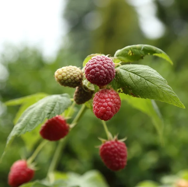 Himbeeren — Stockfoto