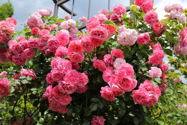 Roze rozen. — Stockfoto